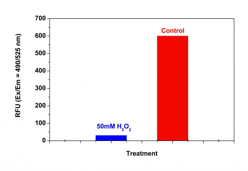 Amplite® Fluorimetric Proteasome 20S Activity Assay Kit *Green Fluorescence* - AAT Bioquest