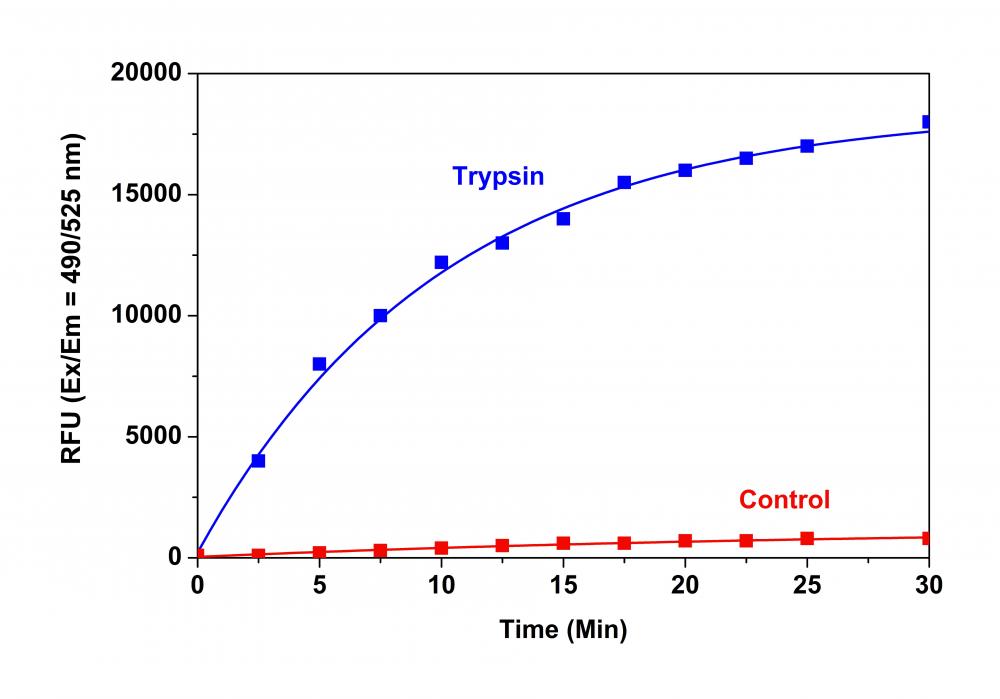 Amplite® Universal Fluorimetric Protease Activity Assay Kit *Green Fluorescence* - AAT Bioquest