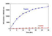 Amplite® Universal Fluorimetric Protease Activity Assay Kit *Green Fluorescence* - AAT Bioquest
