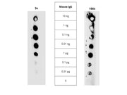 Amplite® West ECL HRP Substrate *Femto Sensitivity* - AAT Bioquest