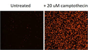 Annexin V-Cy3 conjugate - AAT Bioquest