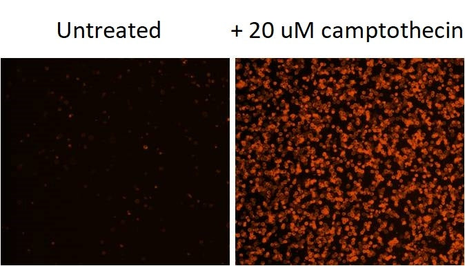 Annexin V-Cy3 conjugate - AAT Bioquest