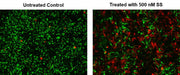 Annexin V-Cy5.5 conjugate - AAT Bioquest