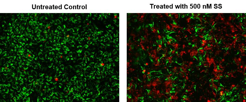 Annexin V-Cy5.5 conjugate - AAT Bioquest