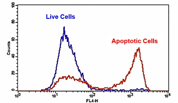 Annexin V-Cy5 conjugate - AAT Bioquest