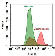 Annexin V, FITC Labeled - AAT Bioquest