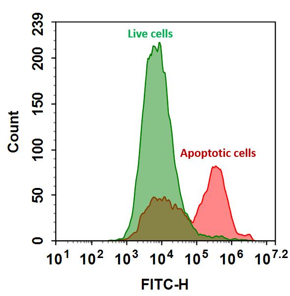 Annexin V, FITC Labeled - AAT Bioquest