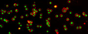 Annexin V-iFluor® 555 conjugate - AAT Bioquest