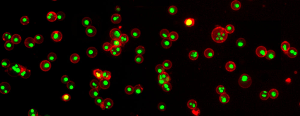 Annexin V-iFluor® 555 conjugate - AAT Bioquest