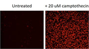 Annexin V-iFluor® 594 conjugate - AAT Bioquest