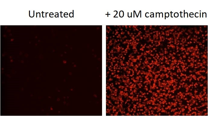 Annexin V-iFluor® 594 conjugate - AAT Bioquest