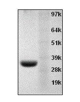 Annexin V, Recombinant - AAT Bioquest