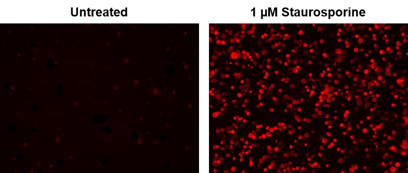 Annexin V, TRITC Labeled - AAT Bioquest