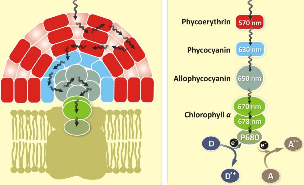 APC [Allophycocyanin] - AAT Bioquest