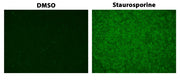 ApoSight™ Green Caspase 3/7 substrate - AAT Bioquest