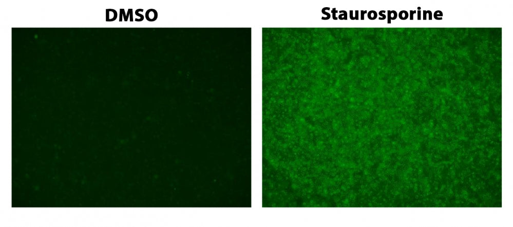 ApoSight™ Green Caspase 3/7 substrate - AAT Bioquest