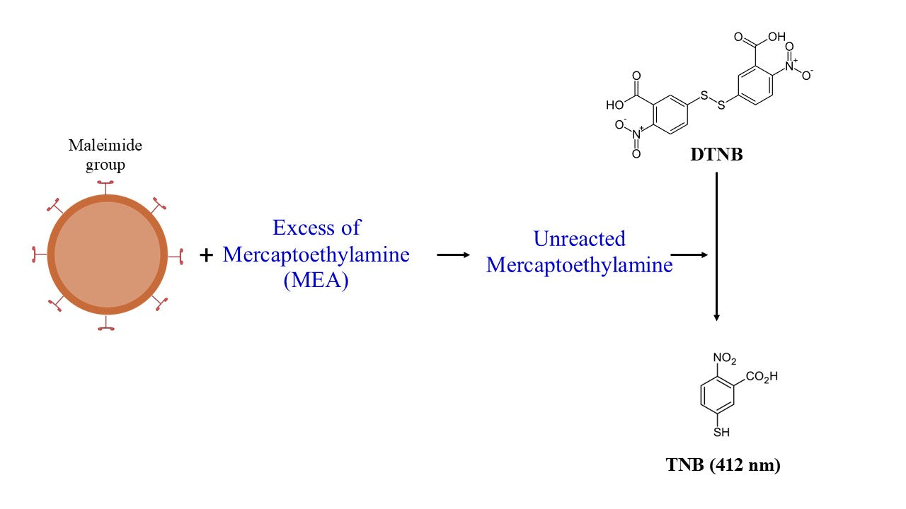 Beadlite™ Rapid Colorimetric Maleimide Quantitation Kit for Nanoparticles - AAT Bioquest
