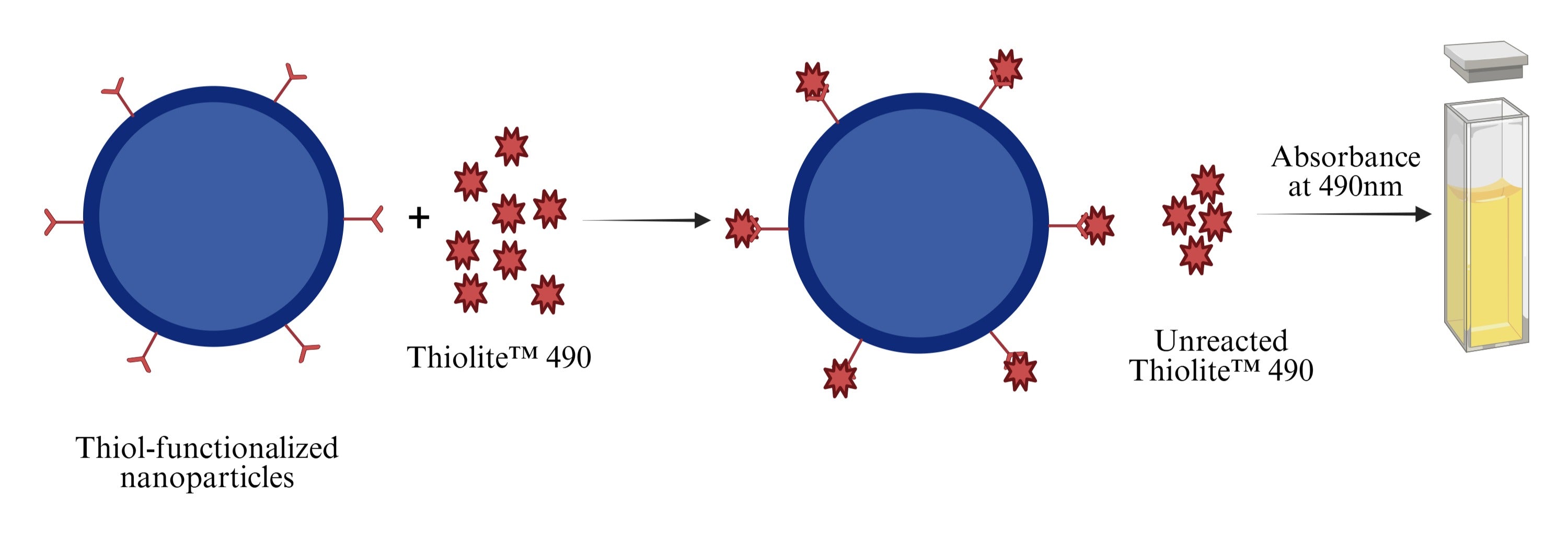 Beadlite™ Rapid Colorimetric Thiol Quantitation Kit for Nanoparticles - AAT Bioquest
