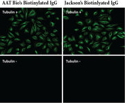 Biotinylated goat anti-mouse IgG (H+L) - AAT Bioquest