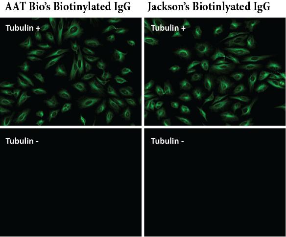 Biotinylated goat anti-mouse IgG (H+L) - AAT Bioquest