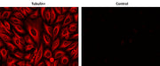 Biotinylated goat anti-rabbit IgG (H+L) - AAT Bioquest