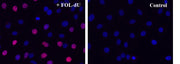 Bucculite™ FdU Cu-Free Cell Proliferation Fluorescence Imaging Kit *Deep Red Fluorescence* - AAT Bioquest