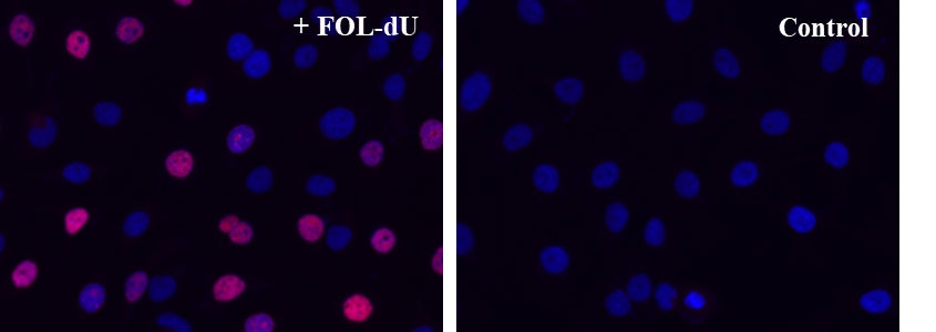 Bucculite™ FdU Cu-Free Cell Proliferation Fluorescence Imaging Kit *Deep Red Fluorescence* - AAT Bioquest