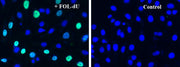 Bucculite™ FdU Cu-Free Cell Proliferation Fluorescence Imaging Kit *Green Fluorescence* - AAT Bioquest