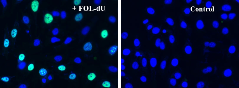Bucculite™ FdU Cu-Free Cell Proliferation Fluorescence Imaging Kit *Green Fluorescence* - AAT Bioquest