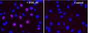 Bucculite™ FdU Cu-Free Cell Proliferation Fluorescence Imaging Kit *Red Fluorescence* - AAT Bioquest