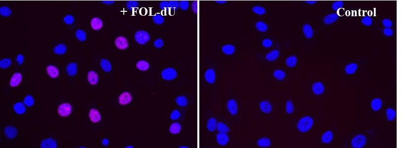 Bucculite™ FdU Cu-Free Cell Proliferation Fluorescence Imaging Kit *Red Fluorescence* - AAT Bioquest