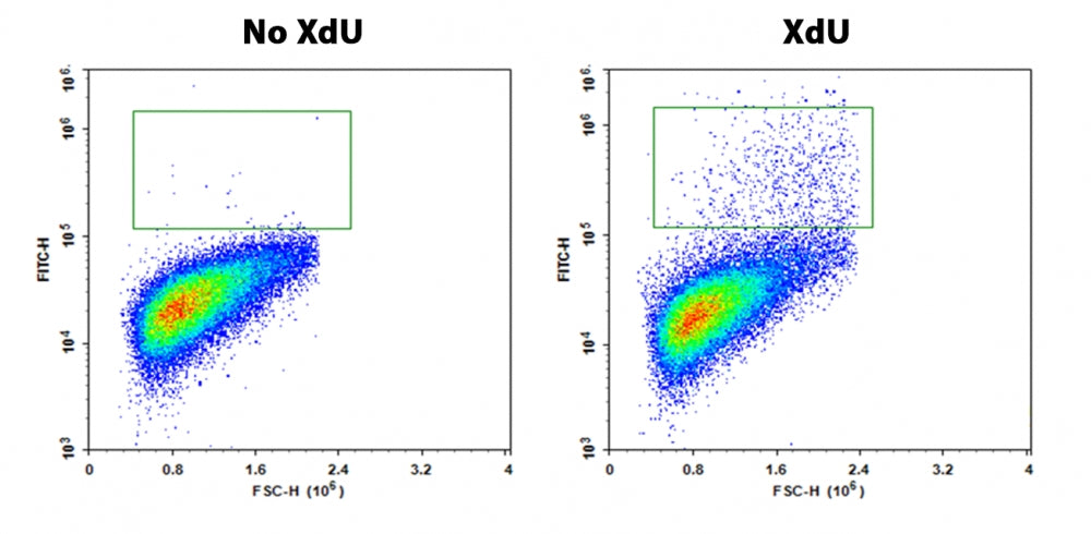 Bucculite™ Flow Cytometric XdU Cell Proliferation Assay Kit *Blue Laser-Compatible* - AAT Bioquest