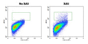Bucculite™ Flow Cytometric XdU Cell Proliferation Assay Kit *Red Laser-Comptatible* - AAT Bioquest