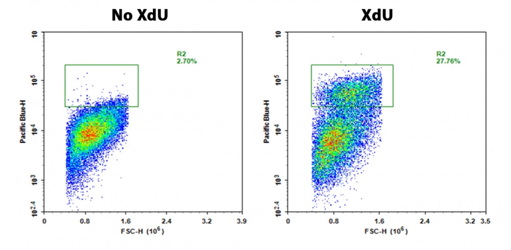 Bucculite™ Flow Cytometric XdU Cell Proliferation Assay Kit *Violet Laser-Compatible* - AAT Bioquest
