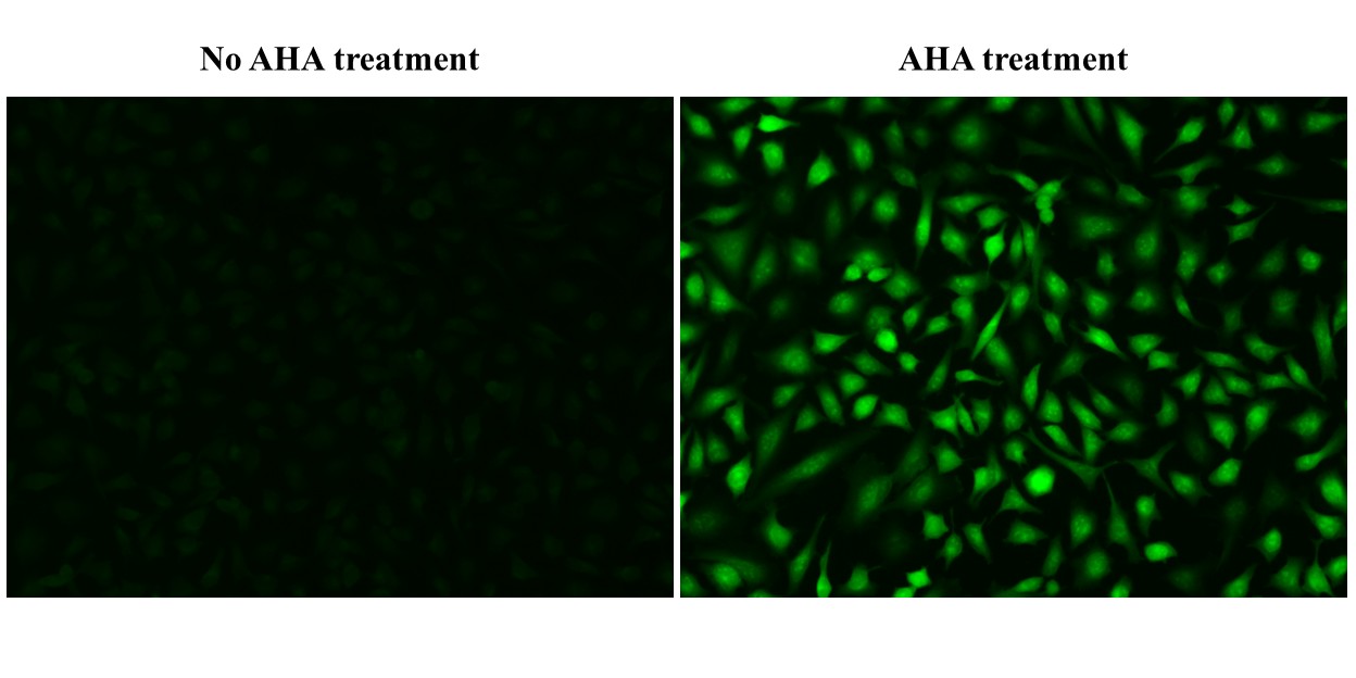 Bucculite™ iFluor® 488 Protein Synthesis Assay Kit *Green Fluorescence* - AAT Bioquest