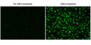 Bucculite™ iFluor® 488 Protein Synthesis Assay Kit *Green Fluorescence* - AAT Bioquest