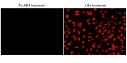 Bucculite™ iFluor® 555 Protein Synthesis Assay Kit *Red Fluorescence* - AAT Bioquest