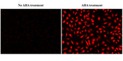 Bucculite™ iFluor® 647 Protein Synthesis Assay Kit *NIR Fluorescence* - AAT Bioquest