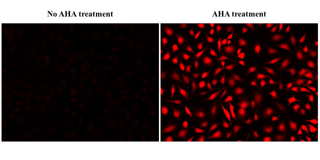 Bucculite™ iFluor® 647 Protein Synthesis Assay Kit *NIR Fluorescence* - AAT Bioquest