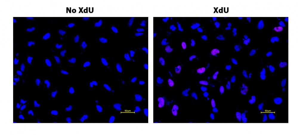 Bucculite™ XdU Cell Proliferation Fluorescence Imaging Kit *Deep Red Fluorescence* - AAT Bioquest