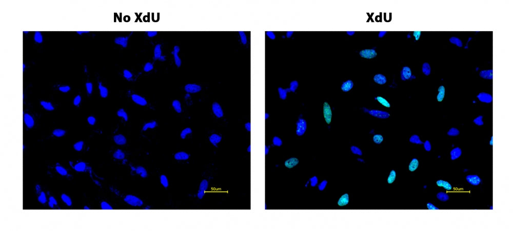 Bucculite™ XdU Cell Proliferation Fluorescence Imaging Kit *Green Fluorescence* - AAT Bioquest