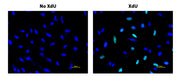 Bucculite™ XdU Cell Proliferation Fluorescence Imaging Kit *Green Fluorescence* - AAT Bioquest