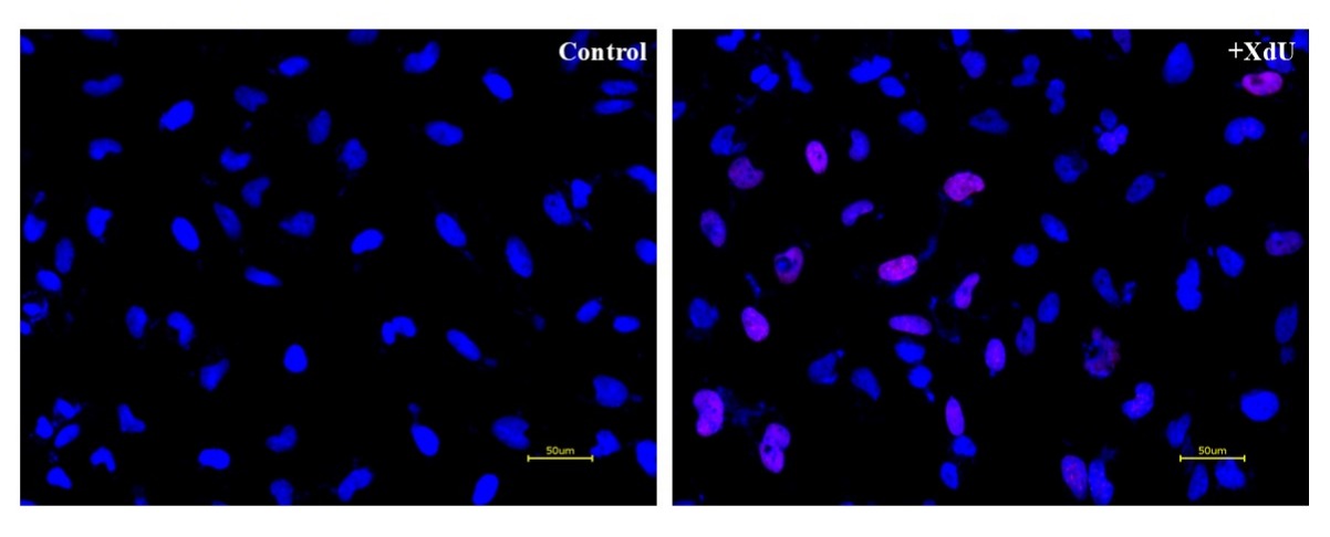 Bucculite™ XdU Cell Proliferation Fluorescence Imaging Kit *Red Fluorescence* - AAT Bioquest