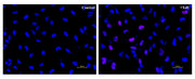 Bucculite™ XdU Cell Proliferation Fluorescence Imaging Kit *Red Fluorescence* - AAT Bioquest
