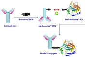 Buccutite™ Peroxidase (HRP) Antibody Conjugation Kit *Optimized for Labeling 1 mg Protein* - AAT Bioquest