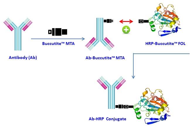 Buccutite™ Peroxidase (HRP) Antibody Conjugation Kit *Optimized for Labeling 1 mg Protein* - AAT Bioquest