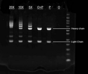 Buccutite™ Rapid Oligo Antibody Conjugation Kit *Optimized for Labeling 100 ug Protein* - AAT Bioquest