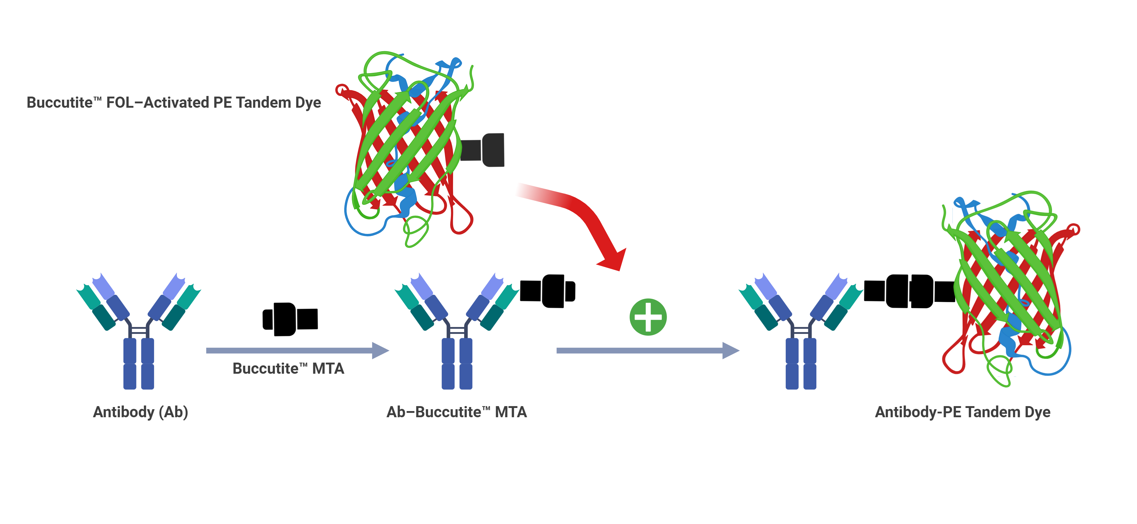 Buccutite™ Rapid PE-iFluor® 594 Tandem Antibody Labeling Kit *Microscale Optimized for Labeling 25 ug Antibody Per Reaction* - AAT Bioquest