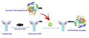 Buccutite™ Rapid PerCP Antibody Labeling Kit *Microscale Optimized for Labeling 25 ug Antibody Per Reaction* - AAT Bioquest