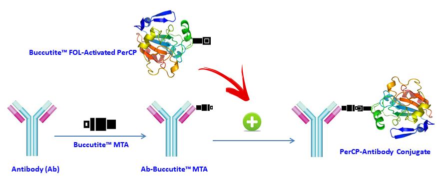 Buccutite™ Rapid PerCP Antibody Labeling Kit *Microscale Optimized for Labeling 25 ug Antibody Per Reaction* - AAT Bioquest